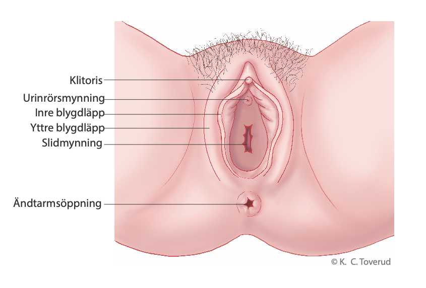 Bild 1: Vulvas anatomi (Kari Toverud).