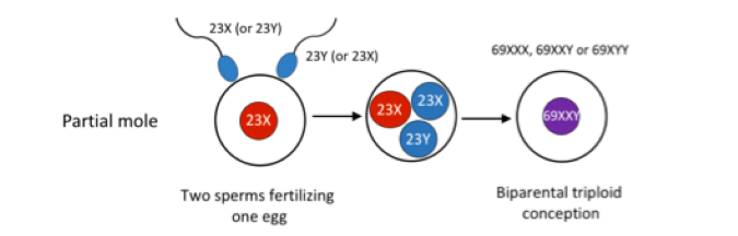 Kap 4.3.2 figur 2b.png