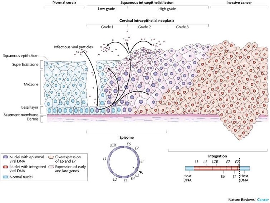 Kap 7.1.7.1 Figur 6.jpg