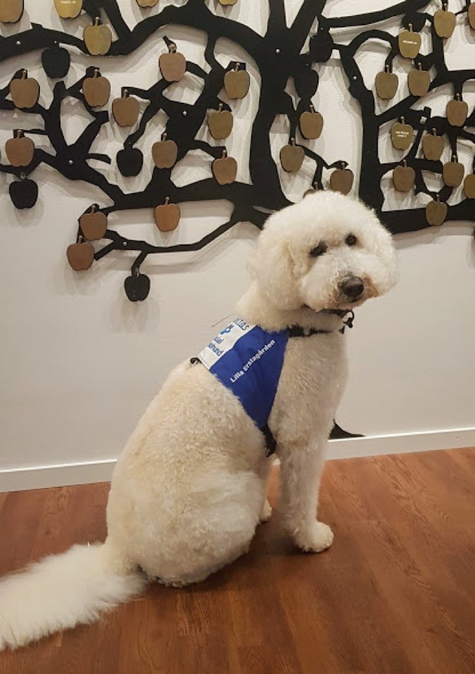 Terapihunden Moltas p&aring; Lilla Erstag&aring;rdens barn- och ungdomshospice.