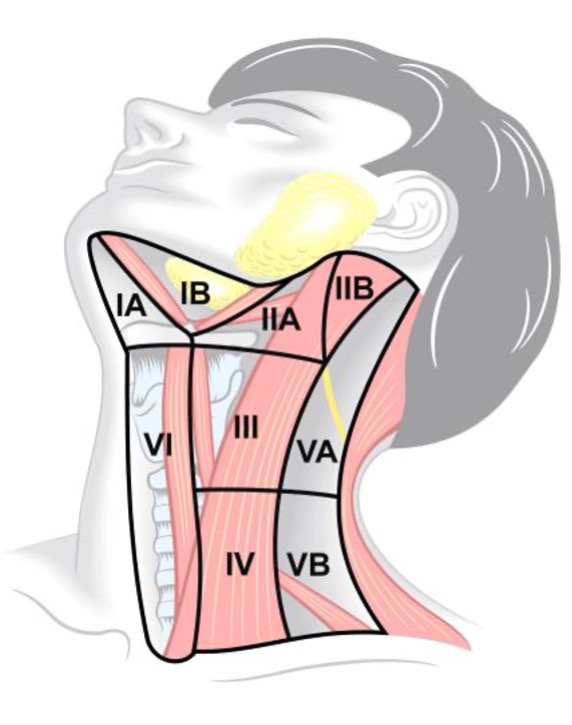 Halsens lymfk&ouml;rtlar